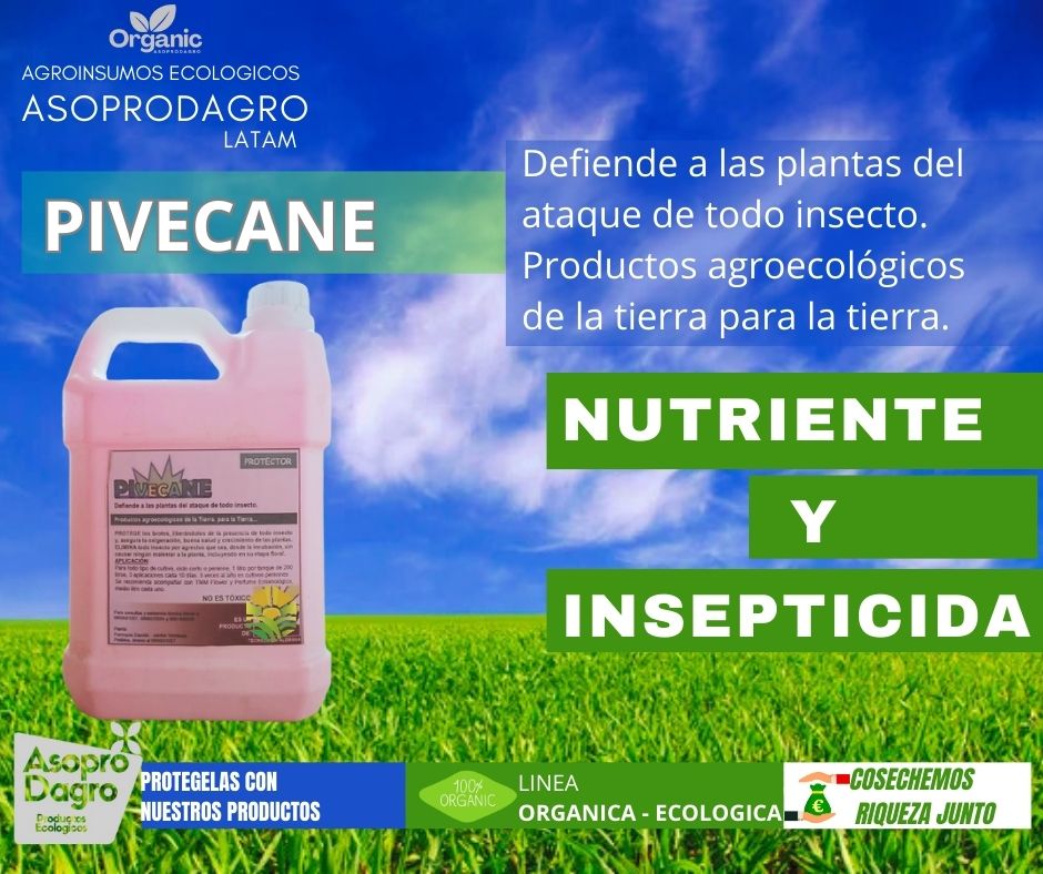 PIVECANE GALON DE 4LT